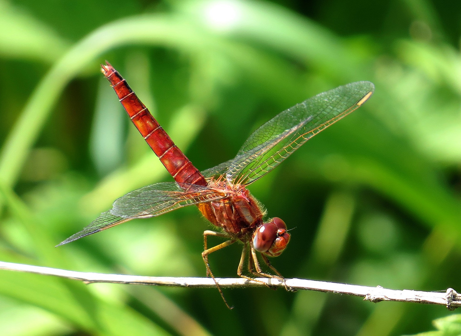 Feuerlibelle (Crocothemis erythraea), männchenfarbenes Weibchen