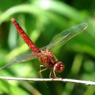 Feuerlibelle (Crocothemis erythraea), männchenfarbenes Weibchen