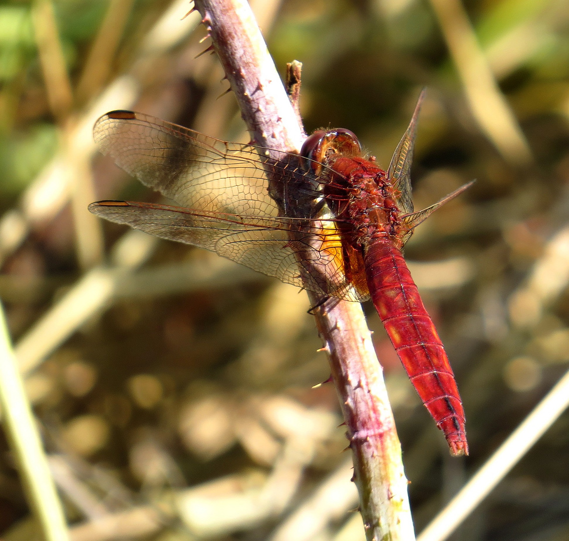 Feuerlibelle (Crocothemis erythraea), männchenfarbenes Weibchen