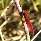 Feuerlibelle (Crocothemis erythraea), männchenfarbenes Weibchen