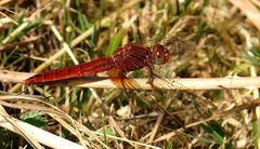 Feuerlibelle (Crocothemis erythraea), männchenfarbenes Weibchen