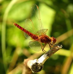 Feuerlibelle (Crocothemis erythraea), männchenfarbenes Weibchenin "Obelisk"-Stellung