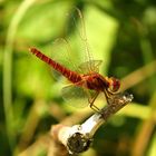 Feuerlibelle (Crocothemis erythraea), männchenfarbenes Weibchenin "Obelisk"-Stellung