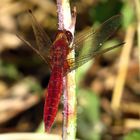 Feuerlibelle (Crocothemis erythraea), männchenfarbenes WeibchenWeibchen