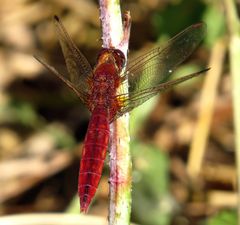 Feuerlibelle (Crocothemis erythraea), männchenfarbenes WeibchenWeibchen