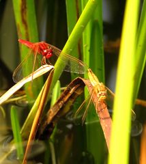 Feuerlibelle (Crocothemis erythraea), ... nach der Paarung im Schilf