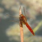 Feuerlibelle (Crocothemis erythraea), nicht vollständig ausgefärbtes Männchen