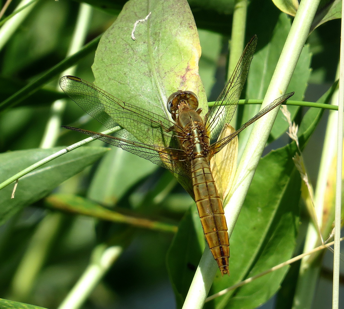 Feuerlibelle (Crocothemis erythraea), normal gefärbtes Weibchen