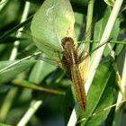 Feuerlibelle (Crocothemis erythraea), normal gefärbtes Weibchen