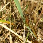 Feuerlibelle (Crocothemis erythraea), "nornmal" gefärbtes Weibchen