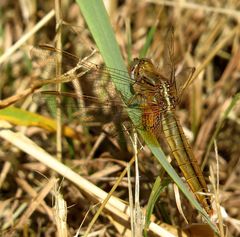 Feuerlibelle (Crocothemis erythraea), "nornmal" gefärbtes Weibchen