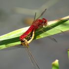 Feuerlibelle (Crocothemis erythraea), Paarungsrad