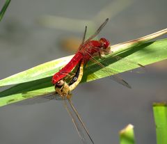 Feuerlibelle (Crocothemis erythraea), Paarungsrad