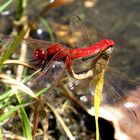 Feuerlibelle (Crocothemis erythraea), Paarungsrad