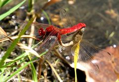 Feuerlibelle (Crocothemis erythraea), Paarungsrad