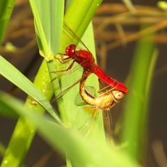 Feuerlibelle (Crocothemis erythraea), Paarungsrad