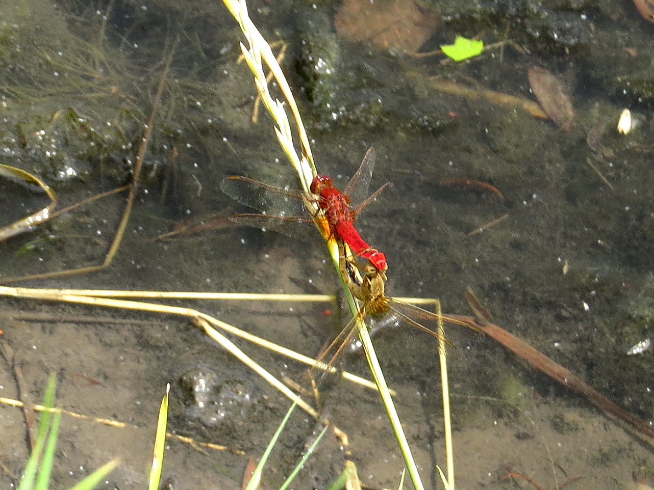 Feuerlibelle (Crocothemis erythraea), Paarungsrad