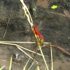 Feuerlibelle (Crocothemis erythraea), Paarungsrad