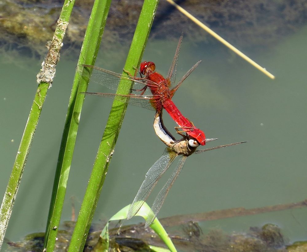 Feuerlibelle (Crocothemis erythraea), Paarungsrad