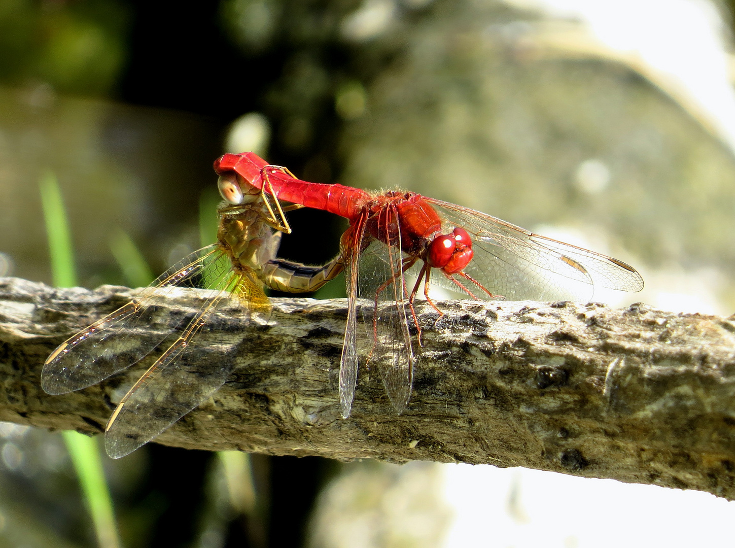 Feuerlibelle (Crocothemis erythraea), Paarungsrad