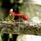 Feuerlibelle (Crocothemis erythraea), Paarungsrad