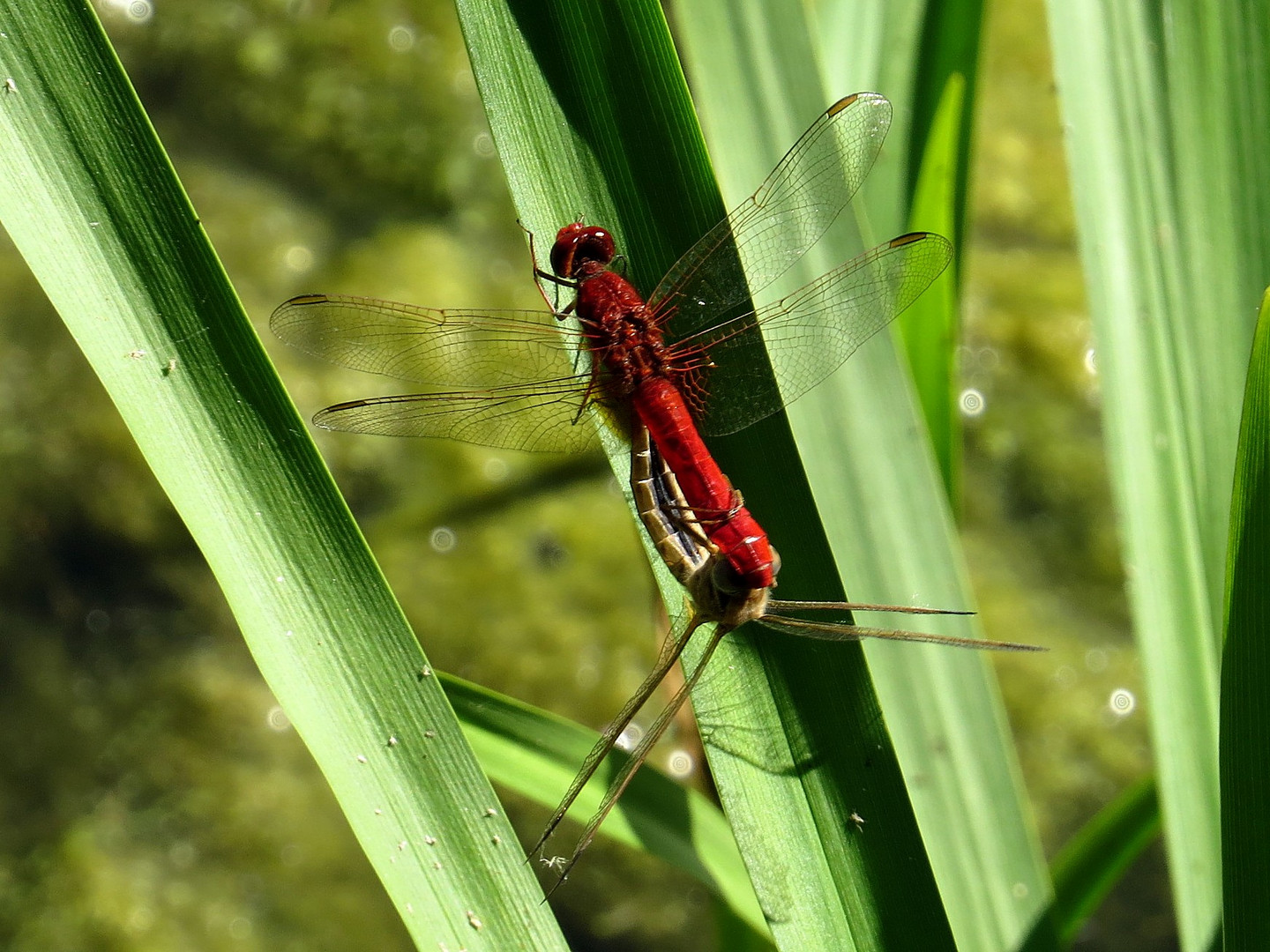 Feuerlibelle (Crocothemis erythraea), Paarungsrad