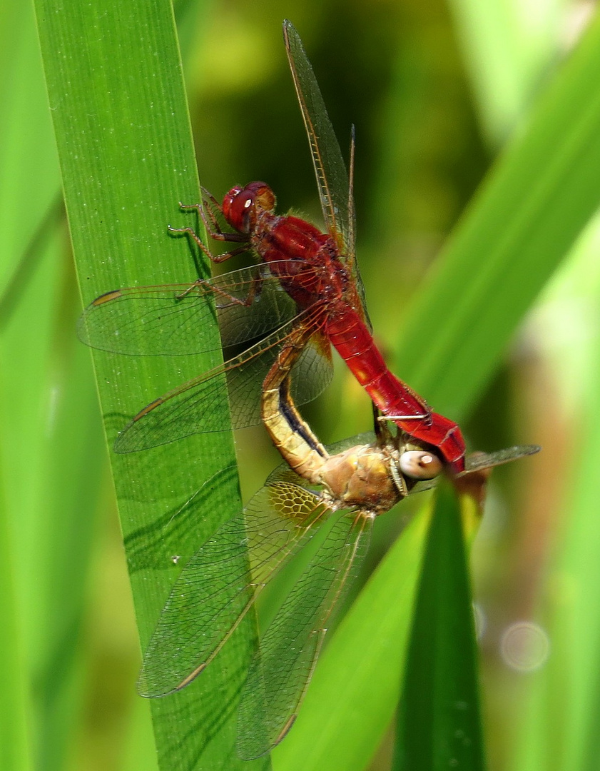 Feuerlibelle (Crocothemis erythraea), Paarungsrad