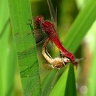 Feuerlibelle (Crocothemis erythraea), Paarungsrad