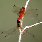 Feuerlibelle (Crocothemis erythraea), Paarungsrad