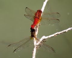 Feuerlibelle (Crocothemis erythraea), Paarungsrad