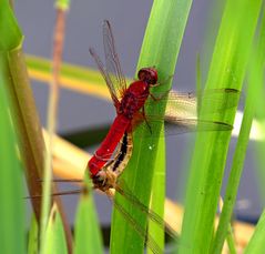 Feuerlibelle (Crocothemis erythraea), Paarungsrad im Schatten