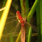 Feuerlibelle (Crocothemis erythraea), Paarungsrad im Schilf