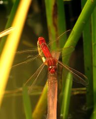 Feuerlibelle (Crocothemis erythraea), Paarungsrad im Schilf