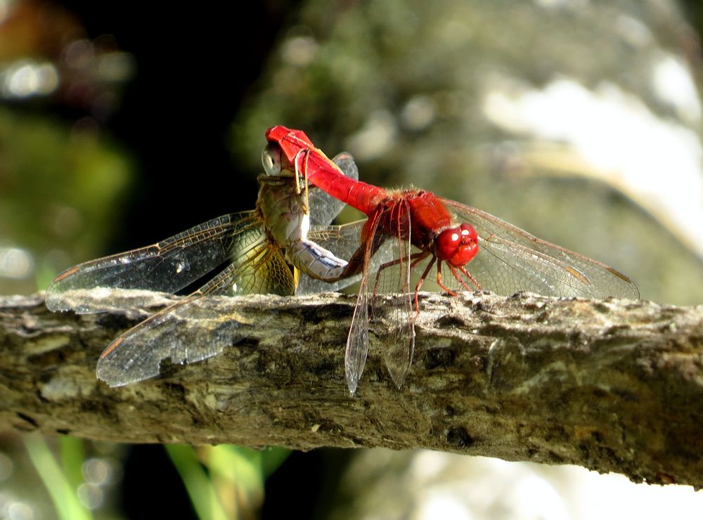 Feuerlibelle (Crocothemis erythraea), Paarungsrad mit älterem Weibchen