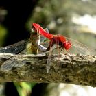 Feuerlibelle (Crocothemis erythraea), Paarungsrad mit älterem Weibchen