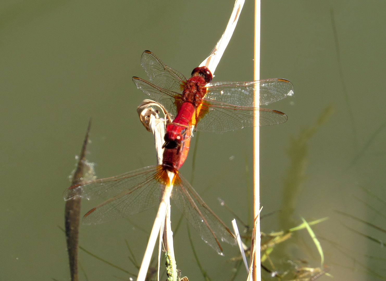 Feuerlibelle (Crocothemis erythraea), Paarungsrad mit männchenfarbenen Weibchen