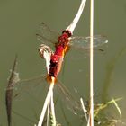 Feuerlibelle (Crocothemis erythraea), Paarungsrad mit männchenfarbenen Weibchen