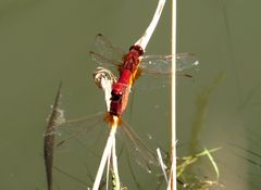 Feuerlibelle (Crocothemis erythraea), Paarungsrad mit männchenfarbenen Weibchen