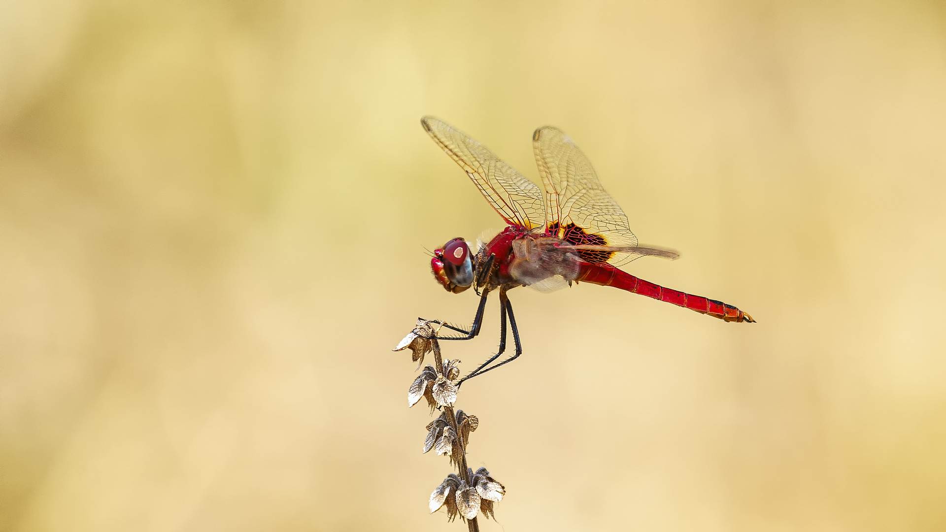 Feuerlibelle (Crocothemis erythraea), Sambia 09.2019