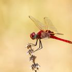 Feuerlibelle (Crocothemis erythraea), Sambia 09.2019