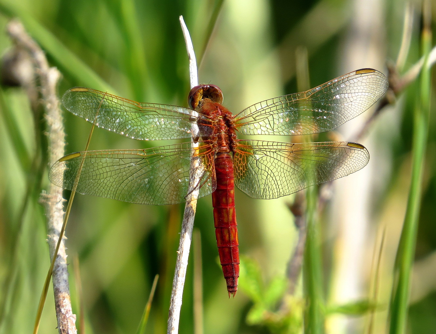 Feuerlibelle (Crocothemis erythraea), Unausgefärbtes, androchromes (männchenfarbenes) Weibchen (1)