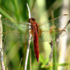 Feuerlibelle (Crocothemis erythraea), Unausgefärbtes, androchromes (männchenfarbenes) Weibchen (1)