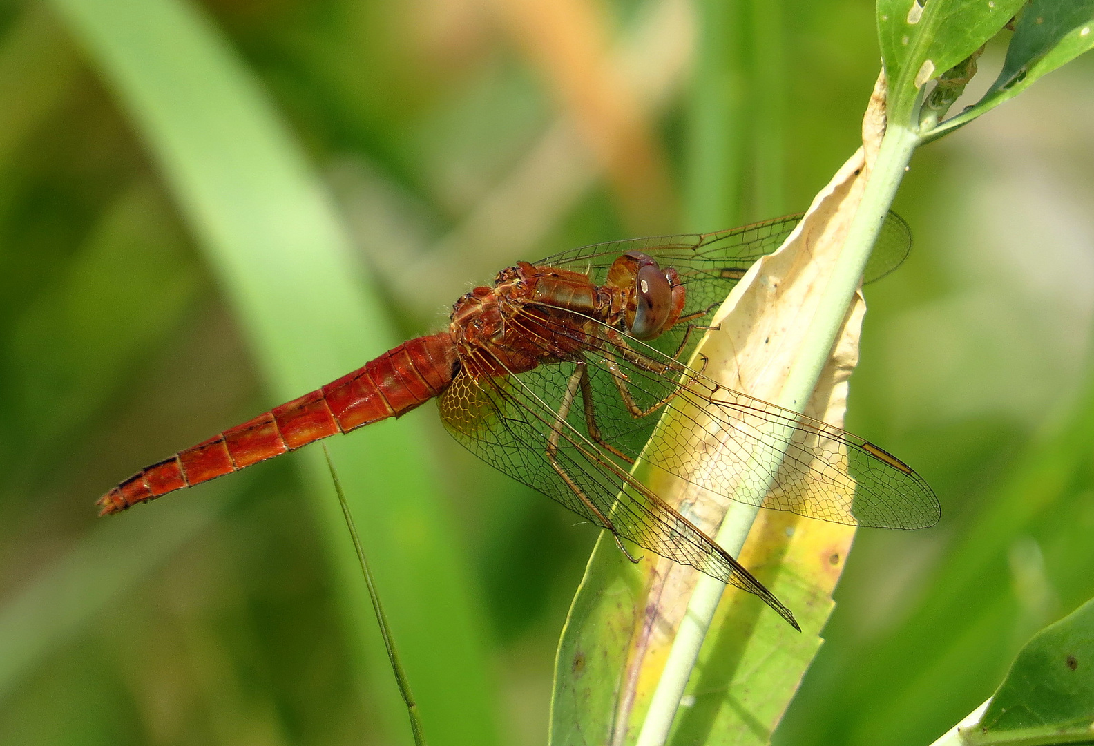 Feuerlibelle (Crocothemis erythraea), Unausgefärbtes, androchromes (männchenfarbenes) Weibchen (2)