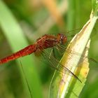 Feuerlibelle (Crocothemis erythraea), Unausgefärbtes, androchromes (männchenfarbenes) Weibchen (2)