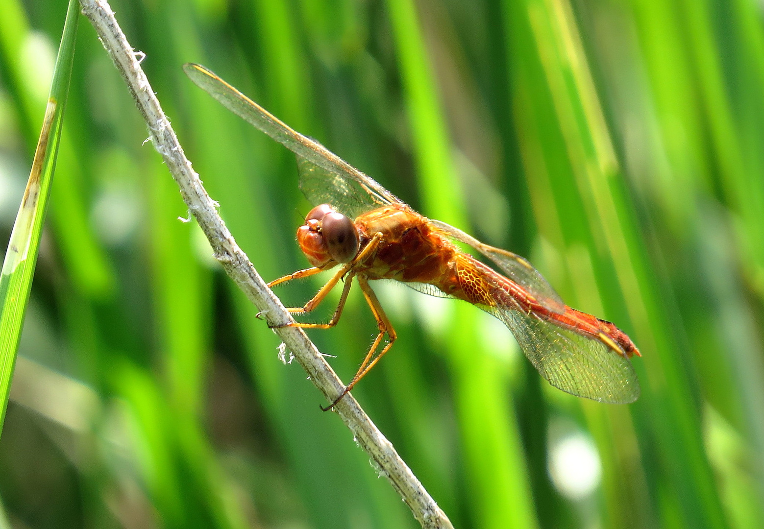 Feuerlibelle (Crocothemis erythraea), Unausgefärbtes, androchromes (männchenfarbenes) Weibchen (3)