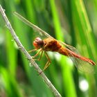 Feuerlibelle (Crocothemis erythraea), Unausgefärbtes, androchromes (männchenfarbenes) Weibchen (3)