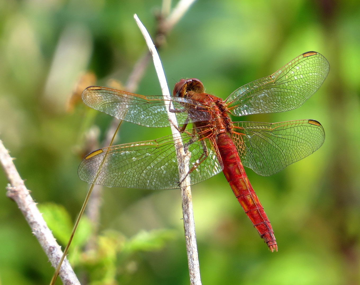 Feuerlibelle (Crocothemis erythraea), Unausgefärbtes, androchromes (männchenfarbenes) Weibchen.