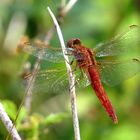 Feuerlibelle (Crocothemis erythraea), Unausgefärbtes, androchromes (männchenfarbenes) Weibchen.