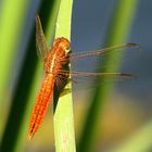 Feuerlibelle (Crocothemis erythraea), unausgefärbtes Männchen (1)