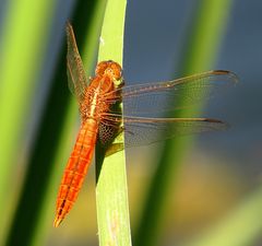 Feuerlibelle (Crocothemis erythraea), unausgefärbtes Männchen (1)